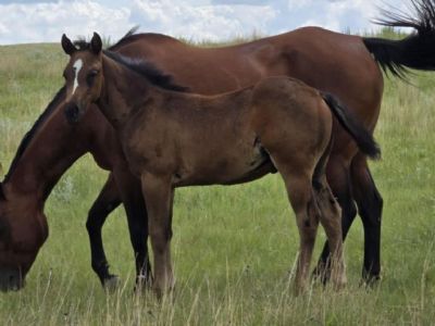Whiskey Up Mordor JW <BR>AQHA 6420079